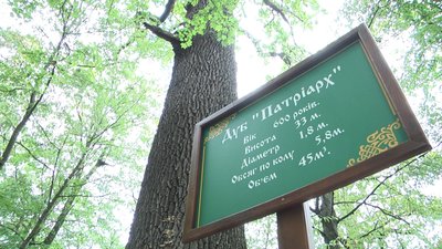 Лісники Житомирщини: найстарішому дубу області виповнюється 600 років Лісники Житомирщини: найстарішому дубу області виповнюється 600 років