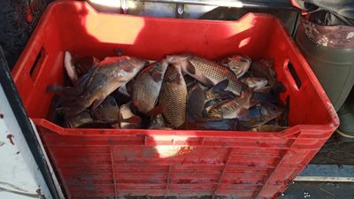 Два озера у волинській громаді зарибнили коропом Два озера у волинській громаді зарибнили коропом