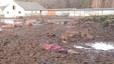 На Чернігівщині від російських обстрілів загинули майже пів сотні корів