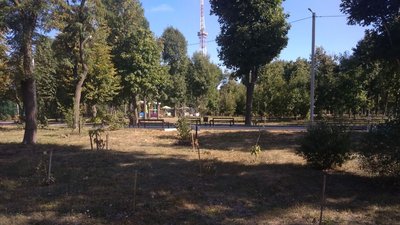 Всохлі дерева у парку Перемоги у Кропивницькому Всохлі дерева у парку Перемоги у Кропивницькому