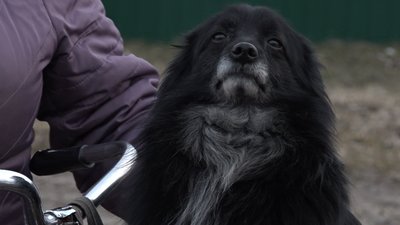Собака "Жук" посивів після місяця в російській окупації Собака "Жук" посивів після місяця в російській окупації