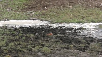 У Бериславі на Херсонщині не працюють очисні споруди У Бериславі на Херсонщині не працюють очисні споруди