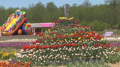 Вп'яте організували фестиваль квітів "Волинська Голландія" Вп'яте організували фестиваль квітів "Волинська Голландія"