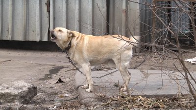 Житомирянин утримує 27 собак: є нарікання, що тварини голодують і нестерилізовані