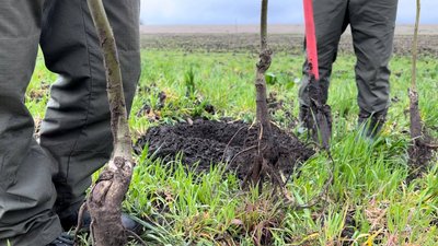 На Миколаївщині висадили горіх грецький, який евакуювали з Херсонщини