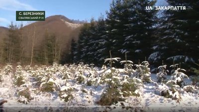 Майже 13 000 ялинок на Закарпатті мають зрубати до новорічних свят