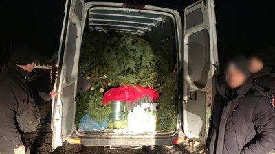 На Прикарпатті поліцейські конфіскували два автомобілі з ялинками без бирок і документів