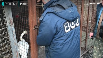 У Рівному патрульні і залізничники ловили на коліях лебедя: чому і що з птахом У Рівному патрульні і залізничники ловили на коліях лебедя: чому і що з птахом