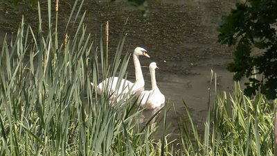 Лебедят на водоймі у Луцьку обергіають працівники місцевого кафе