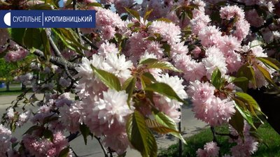 У Кропивницькому розквітли сакури
