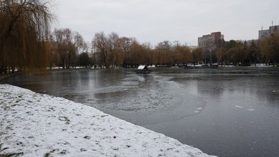 Вижив лише самець: що буде з птахом із "лебединки" у Рівному Вижив лише самець: що буде з птахом із "лебединки" у Рівному