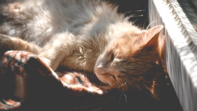 "Котиків шкода". На території Одеського жіночого монастиря облаштували притулок для тварин "Котиків шкода". На території Одеського жіночого монастиря облаштували притулок для тварин