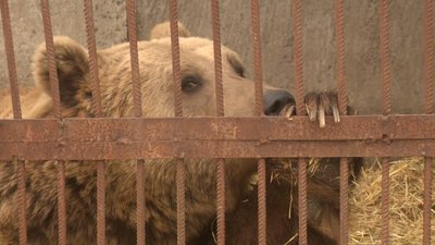 У Хмельницькому не всі ведмеді лягли у сплячку. Як це вплине на здоров'я клишоногих