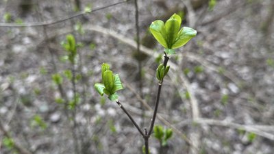 Погода Луцьк — з 30 березня по 4 квітня циклон принесе на Волинь дощі