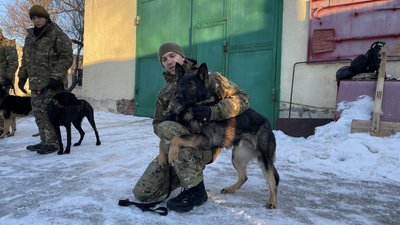 вівчарка пес вівчарка пес