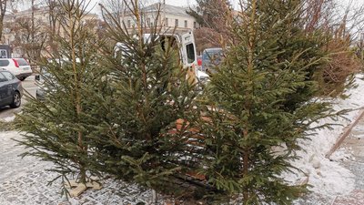 Куди занести ялинку: на Житомирщині запрацювали пункти прийому використаних новорічних дерев