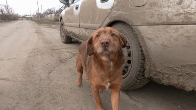 Зооволонтери, волонтери допомагають тваринам, тварини на прифронтових територіях, Стас Франк допомагає тваринам в Оріхові Зооволонтери, волонтери допомагають тваринам, тварини на прифронтових територіях, Стас Франк допомагає тваринам в Оріхові