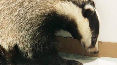 "Пішла по-англійськи". Борсучиха, яку врятували на Одещині, втекла від екологів "Пішла по-англійськи". Борсучиха, яку врятували на Одещині, втекла від екологів