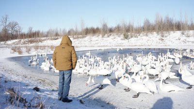 лебеді у чорториї лебеді у чорториї