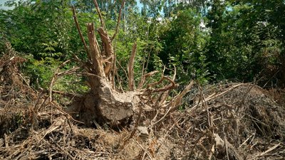 Дерева, які викорчували на місці земляних робіт