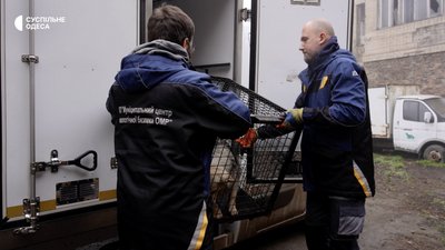 Відловлюють, стерилізують та чипують: в яких умовах в Одесі утримують безпритульних собак Відловлюють, стерилізують та чипують: в яких умовах в Одесі утримують безпритульних собак