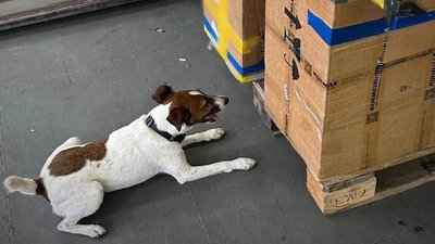 Собака виявив наркотики у посилці
