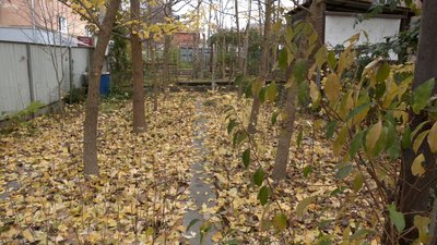 Рівнянка вирощує близько тисячу дерев Гінкго білоба на своєму подвір'ї Рівнянка вирощує близько тисячу дерев Гінкго білоба на своєму подвір'ї