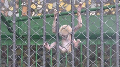 За п'ять місяців війни у Миколаївському зоопарку народилося сім тварин За п'ять місяців війни у Миколаївському зоопарку народилося сім тварин