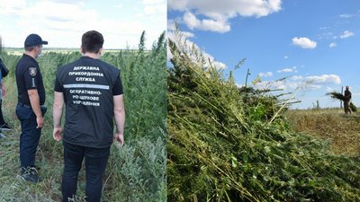 Понад 23 тисячі кущів на семи сотках: На Донеччині знайшли посіви конопель