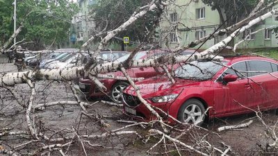 У Дніпрі дерево впало на припарковані автомобілі