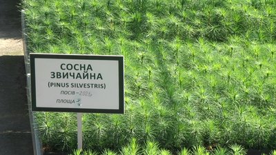 Більший акцент лісівники роблять на вирощуваннялини європейської та сосни звичайної.