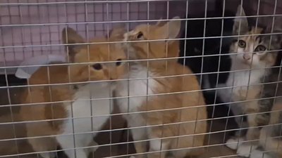 Херсонщина, Олешки, коти