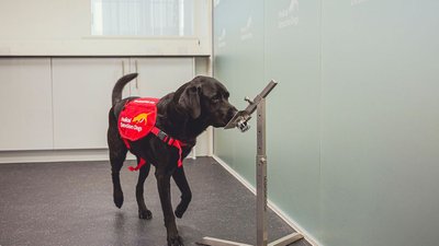 Собаки можуть виявляти хворих на коронавірус в аеропортах — дослідження