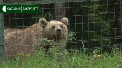 Ведмеді нацпарку “Синевир” Ведмеді нацпарку “Синевир”