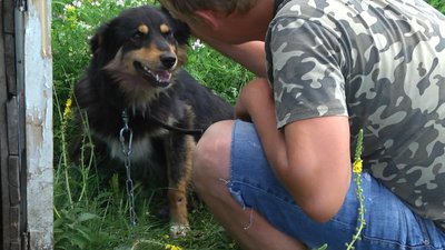 «Ходити ще не може»: на Хмельниччині собаку, якого тягнули за автівкою лікують волонтери