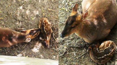В одеському зоопарку народилось дитинча оленя