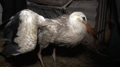 На Вінниччині родина прихистила в себе вдома лебедя та двох лелек На Вінниччині родина прихистила в себе вдома лебедя та двох лелек