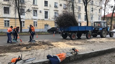 У Полтаві на спилювання аварійних дерев спрямували майже 8 мільйонів гривень
