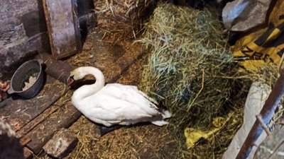 У Покрові надзвичайники врятували знесиленого лебедя У Покрові надзвичайники врятували знесиленого лебедя