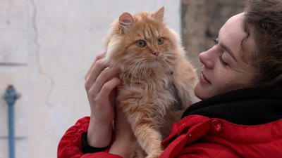 "Таємниця Сімони": історія чернігівської кішки, яка повернулася додому через дев’ять місяців