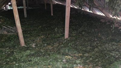 Заготівля кормових віників Заготівля кормових віників