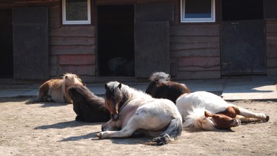 Поповнення у Рівненському зоопарку Поповнення у Рівненському зоопарку