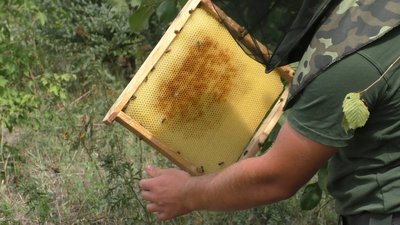 На Запоріжжі нацгвардієць обладнав пасіку на блокпості На Запоріжжі нацгвардієць обладнав пасіку на блокпості