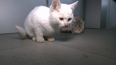 Кошенята відділ поліції Курахове Донецька область Кошенята відділ поліції Курахове Донецька область