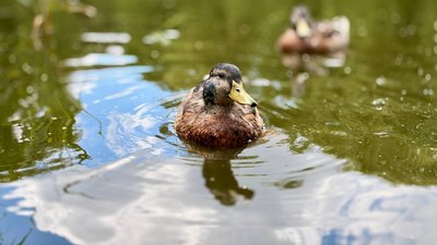 Погода у Черкасах 7 липня