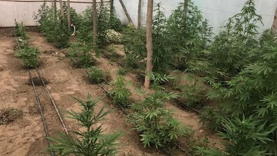Понад 200 кущів коноплі вирощував в теплиці житель Херсонщини