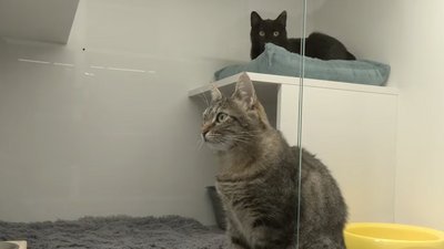 коти, зооготель, зооготель тернопіль