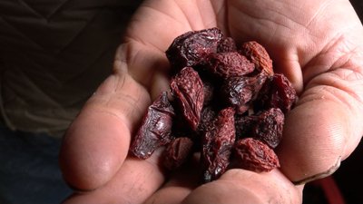 "Кизиловий король": волинянин 40 років вирощує фрукти і ягоди "Кизиловий король": волинянин 40 років вирощує фрукти і ягоди