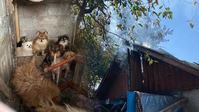 Пожежа у Чернігові: горіла господарча будівля, де утримувалися собаки