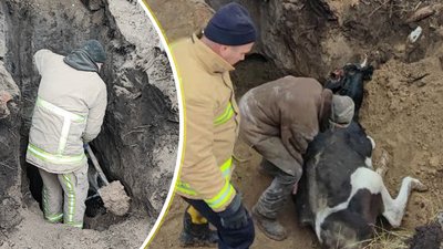На Сумщині врятували корову, яка впала у погріб
